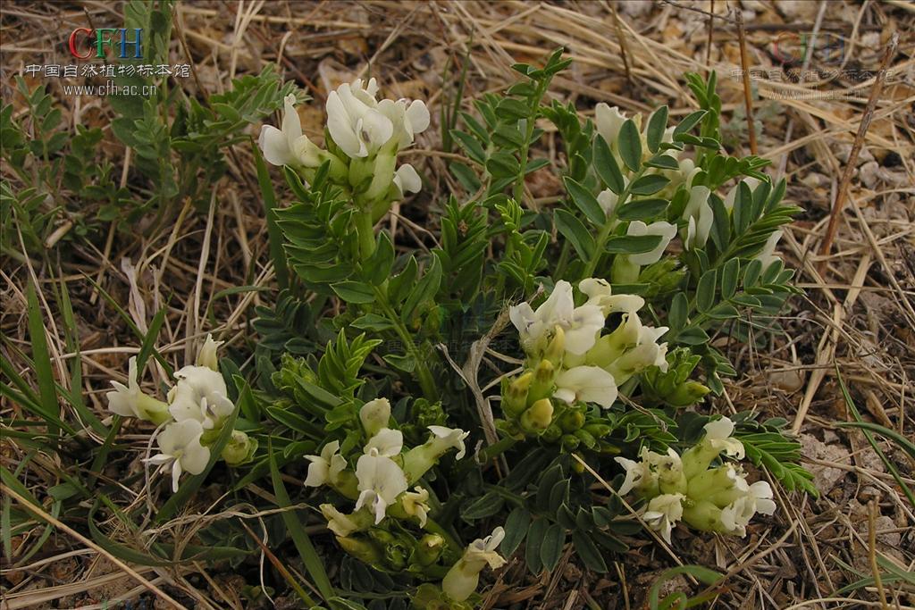 少花棘豆 少花棘豆