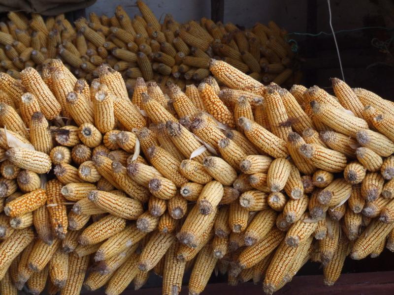 河新村玉米產業