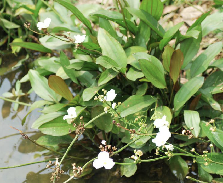 澤苔草