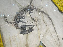 滿洲鱷
