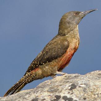 地啄木鳥 地啄木鳥