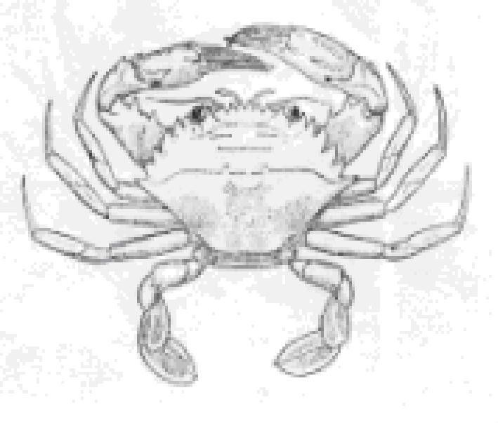 銳齒蟳 銳齒蟳