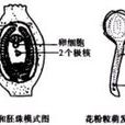 極核 極核