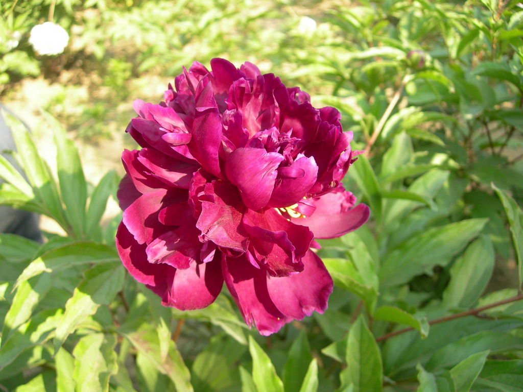 多葉紫(芍藥屬牡丹品種)