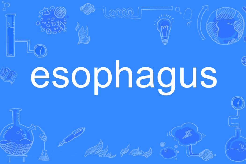 esophagus esophagus