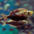 紅蘋果魚 紅蘋果魚