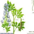 短唇烏頭 短唇烏頭