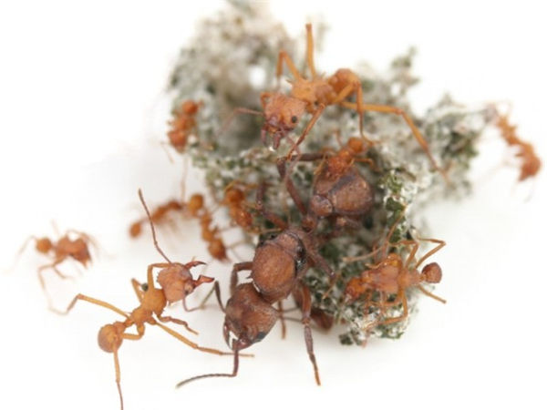 頂切葉蟻的蟻后、工蟻和菌蒲