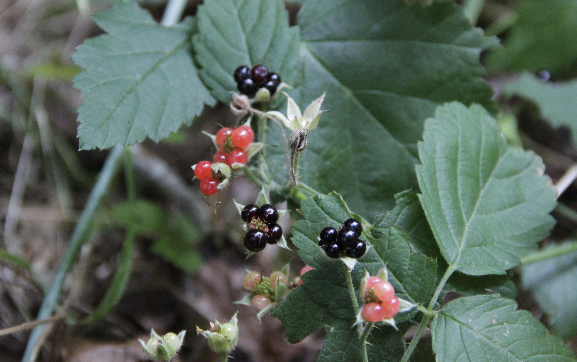 北美黑莓