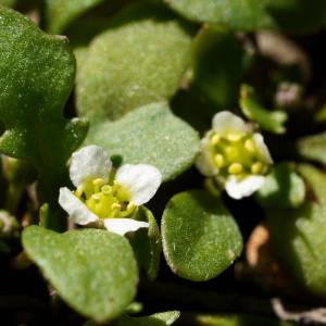 Phlegmatospermum eremaeum