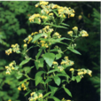 苦蕒菜(中藥) 苦蕒菜(中藥)
