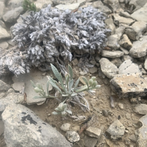 Physaria pachyphylla