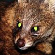 夜行性動物 夜行性動物