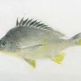 魚拓