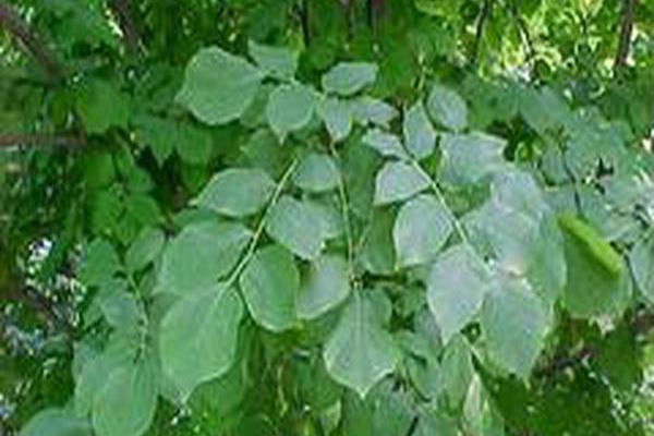 Cladrastis kentukea Cladrastis kentukea