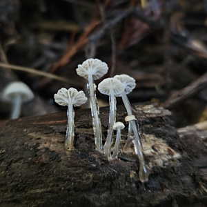 黏柄小菇 黏柄小菇