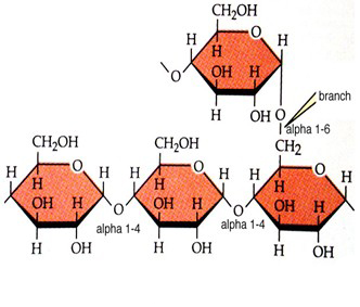 胰澱粉酶