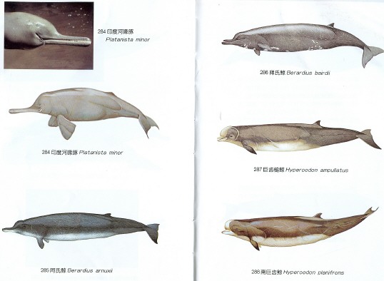 印度河喙豚、阿氏鯨、拜氏鯨、南巨齒鯨圖片