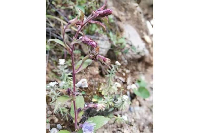 苞葉毛鱗菊 苞葉毛鱗菊