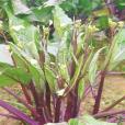 鄂紅5號 鄂紅5號