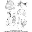 中華關公蟹 中華關公蟹