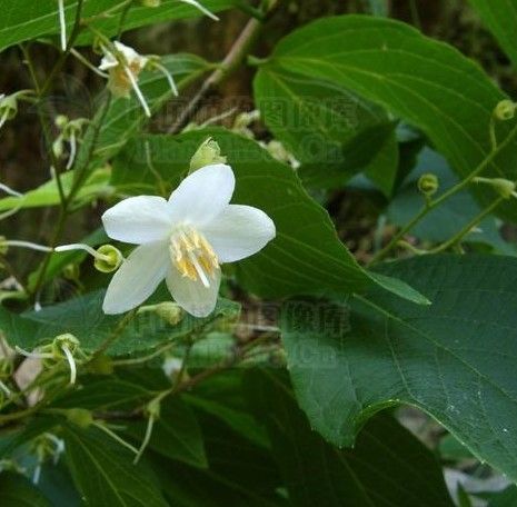 華麗賽山梅 華麗賽山梅