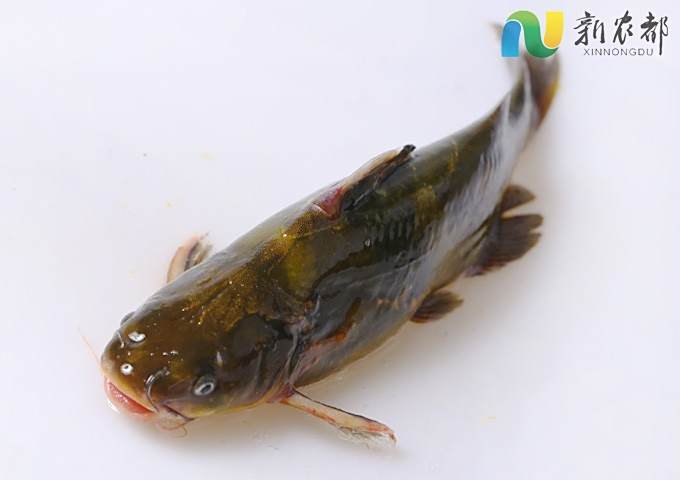 黃[魚桑]