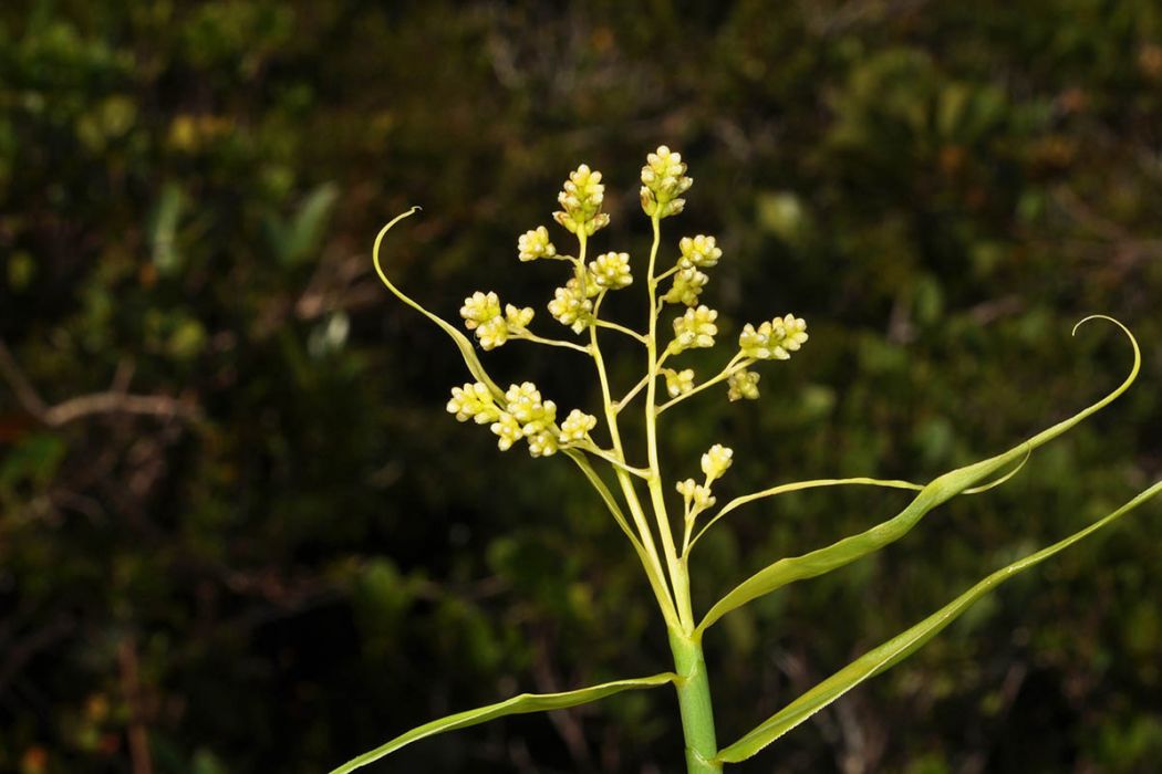 須葉藤科(鞭藤科) 須葉藤科(鞭藤科)