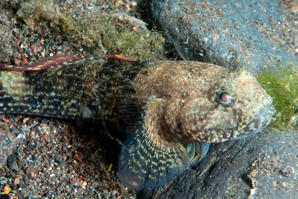 深蝦虎魚屬 深蝦虎魚屬