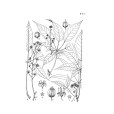 星毛鴨腳木(星毛鵝掌柴) 星毛鴨腳木(星毛鵝掌柴)