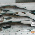 朝鮮魚 朝鮮魚