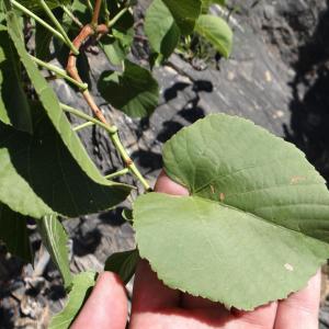 Cissus nymphaeifolia