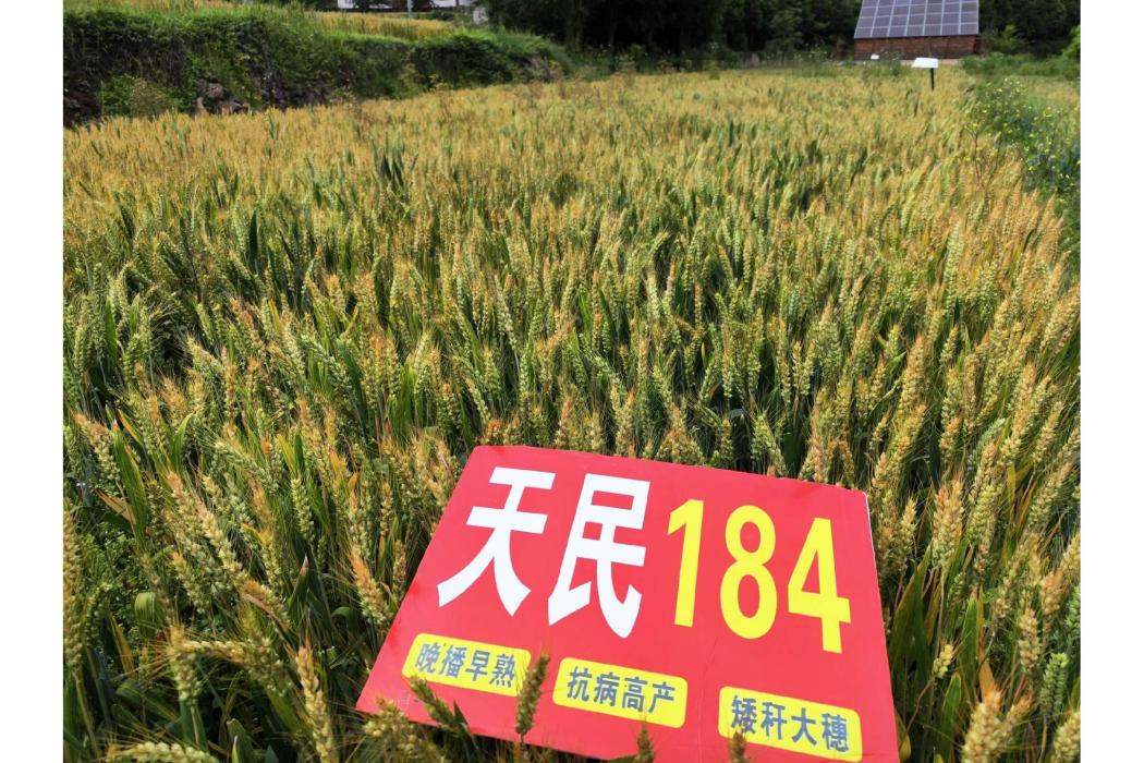 天民184
