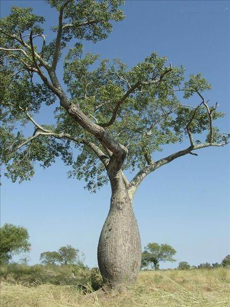 酒瓶樹(boab tree)