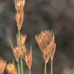 Thamnochortus platypteris