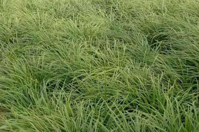 吉林苔草 吉林苔草