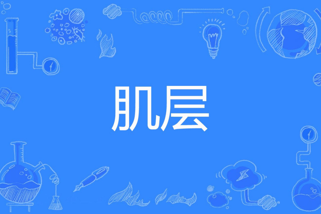 肌層 肌層