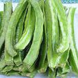 貢棱豆 貢棱豆