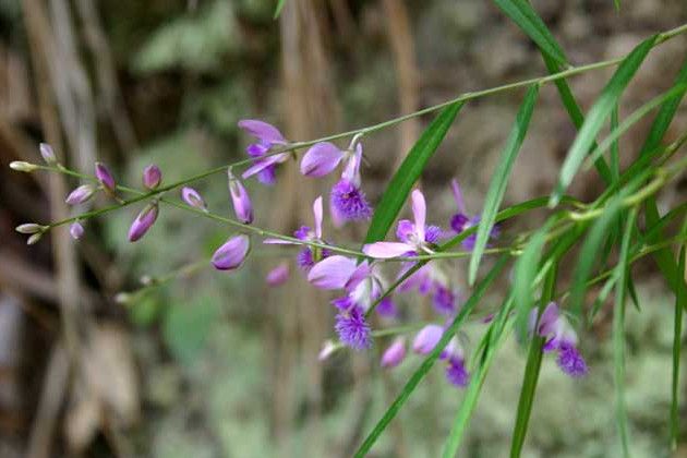 小花遠志 小花遠志