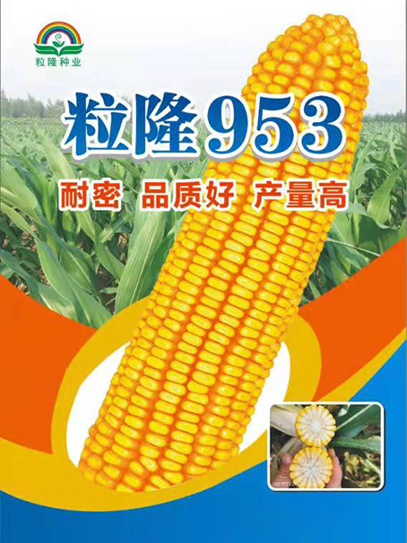 粒隆953 粒隆953