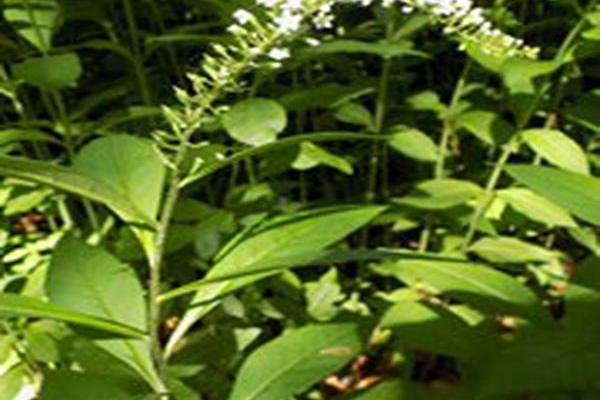 Lysimachia clethroides Lysimachia clethroides