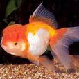 獅頭魚 獅頭魚