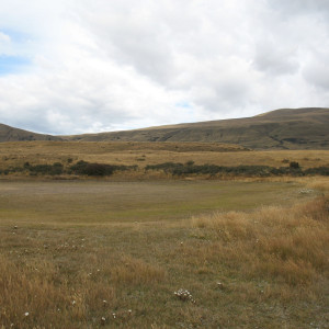 Rytidosperma clavatum
