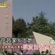 忘不了你(王瑩演唱美聲歌曲)
