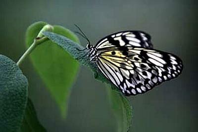 一隻放入熱帶溫室植物區的熱帶蝴蝶