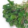 平定豆葉菜 平定豆葉菜