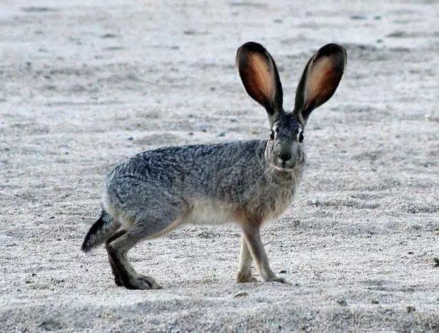 大耳鼠兔珠峰亞種