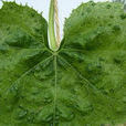 黃瓜花葉病毒(cmv（黃瓜花葉病毒）)