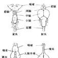脊髓動物 脊髓動物