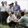 桑樹河村(湖北省枝江市安福寺鎮下轄村) 桑樹河村(湖北省枝江市安福寺鎮下轄村)